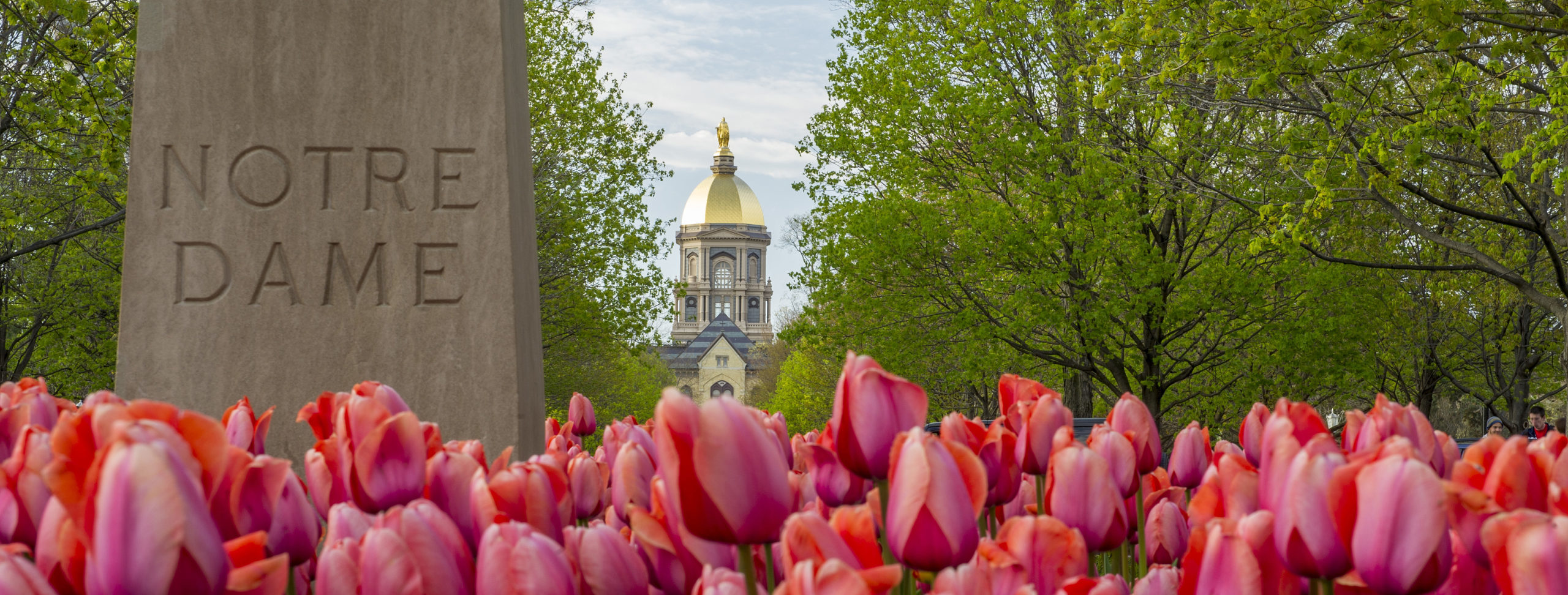 The name "Notre Dame" is chiseled into a stone obelisk rising above a patch of pink tulips. In the distance, between two thickets of American Elm trees filling the background, stands the gilded dome of Notre Dame's main building.